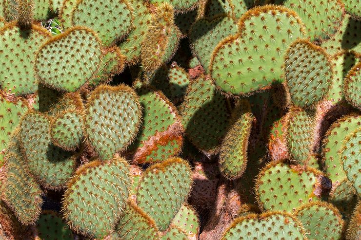 Opuntia Sheri