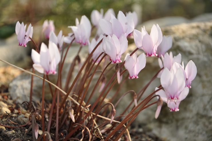 Cyclamen Africain