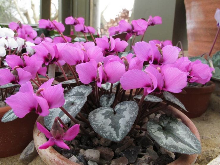 Cyclamen alpin