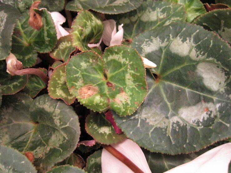 Maladies et ravageurs du cyclamen