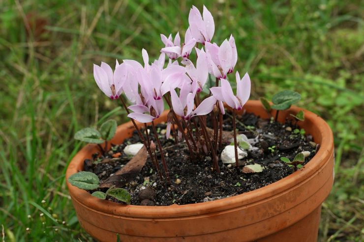 Colchis cyclamen