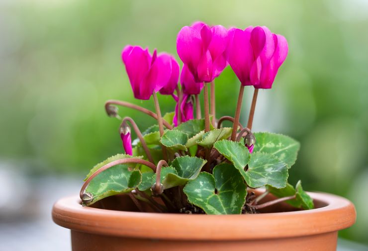 Fleur de cyclamen