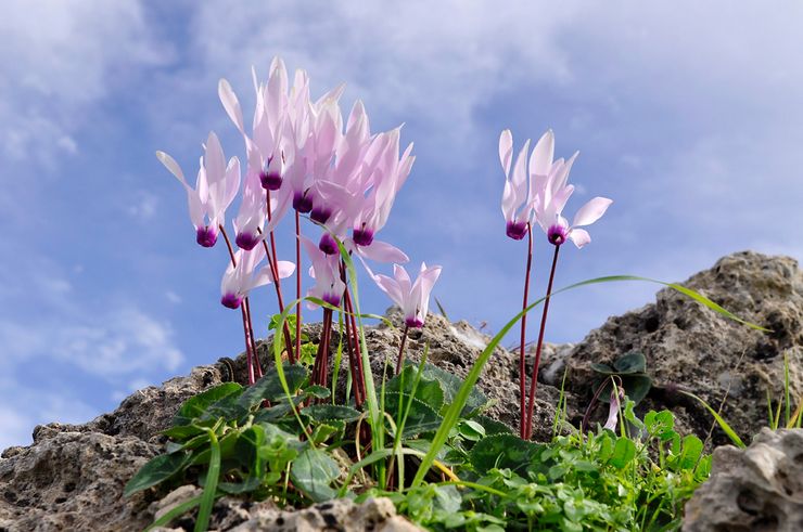 Cyclamen chypriote