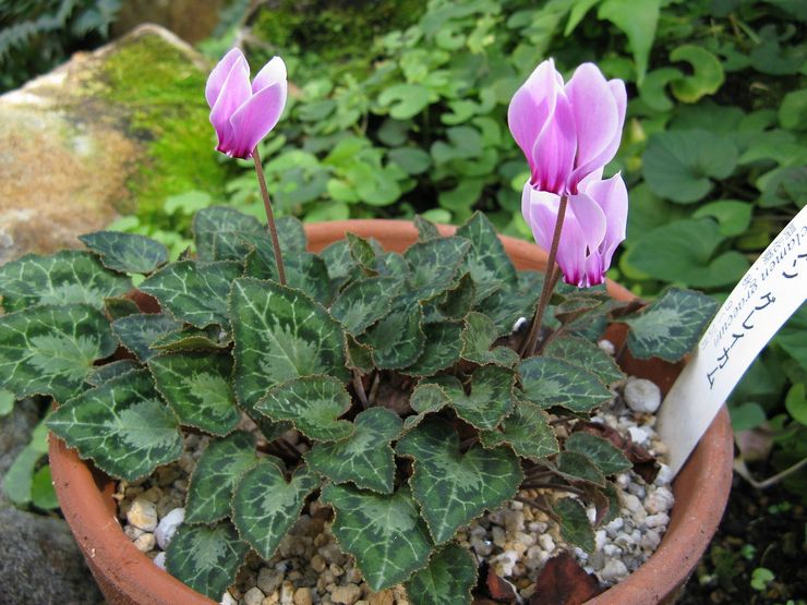 Cyclamen grec