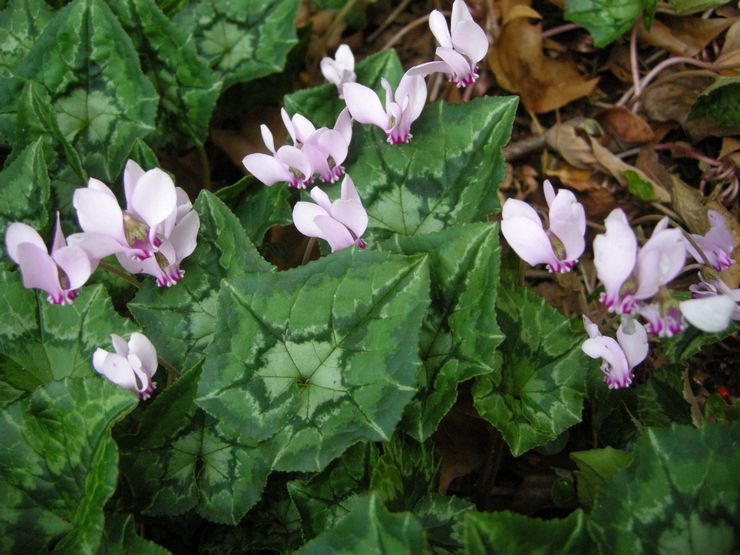 Lierre de cyclamen