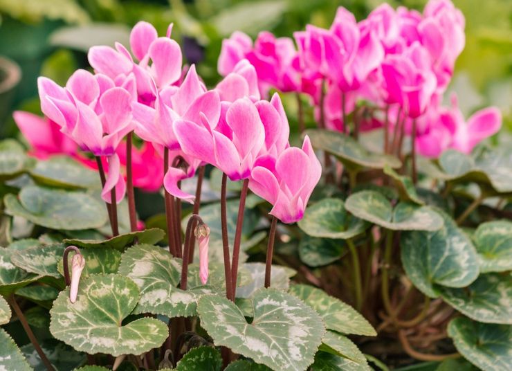 Description du cyclamen