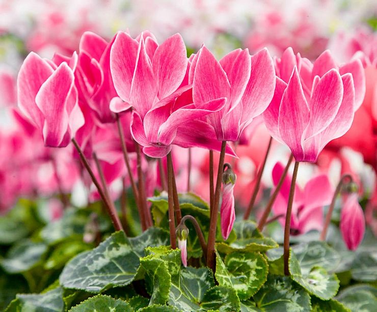 Cyclamen persan