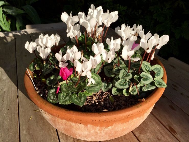 Sol pour cyclamen