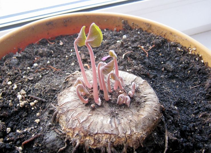 Période de repos du cyclamen