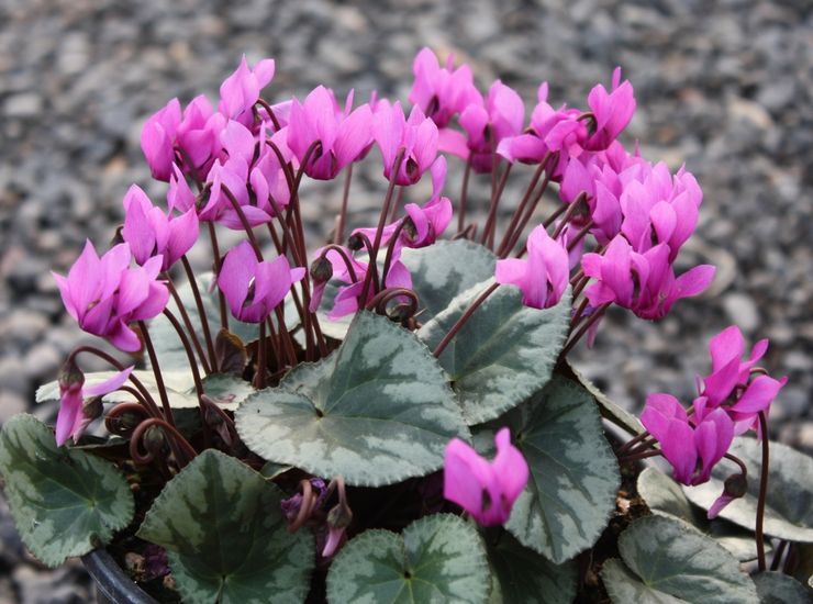 Cyclamen violet