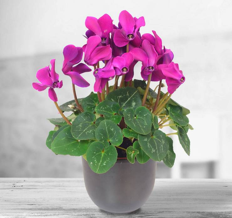 Cyclamen