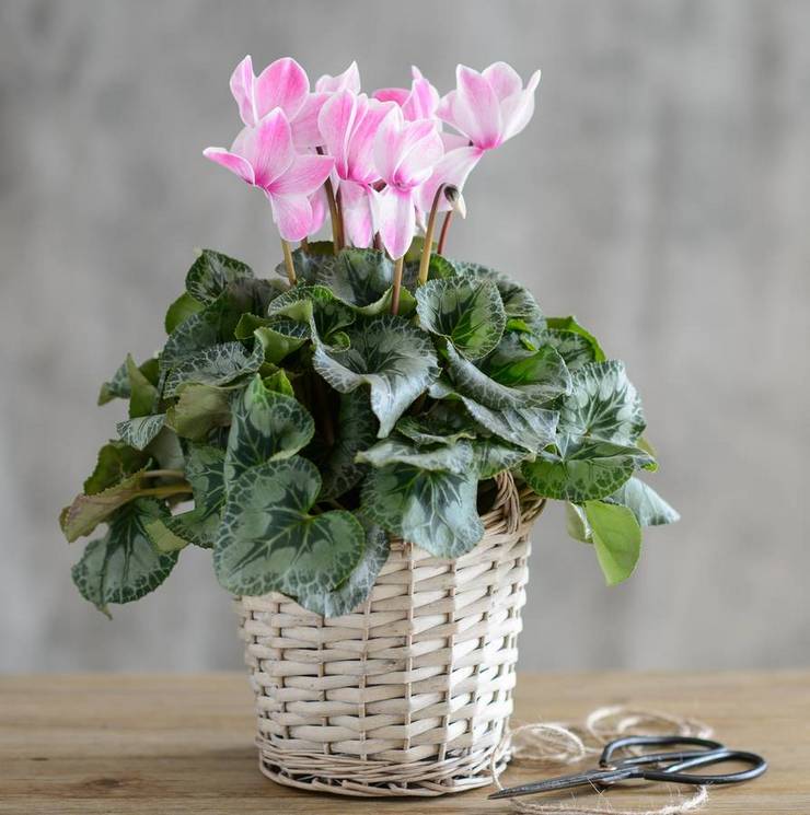 Propriétés du cyclamen