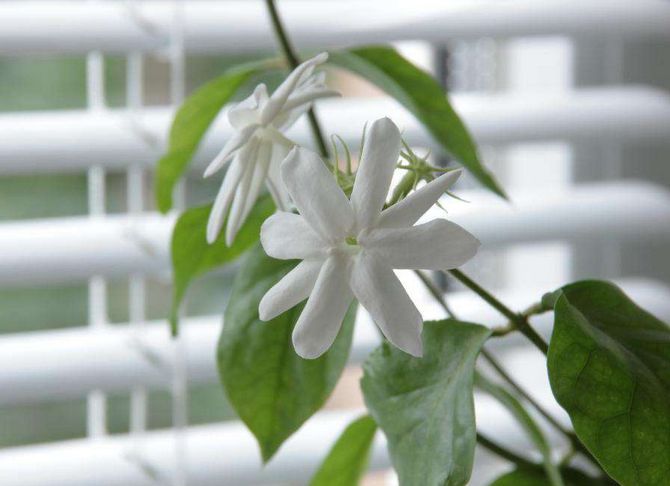 Jasmin d'intérieur. Soins à domicile. Transplantation et reproduction