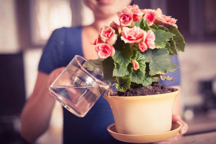 Arroser une fleur après l'achat