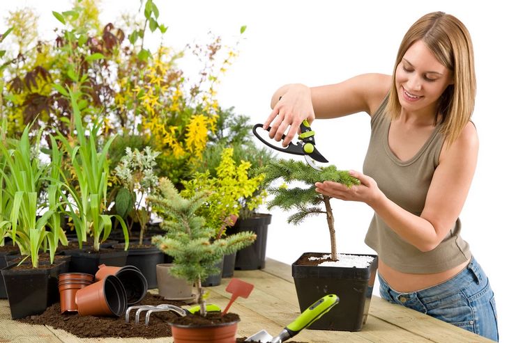 Taille d'une plante après l'achat