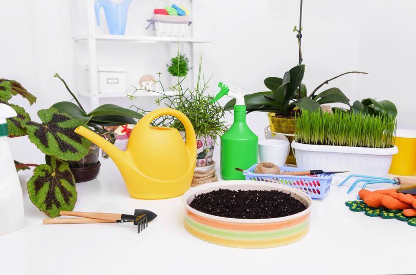 Entretien des plantes après l'achat