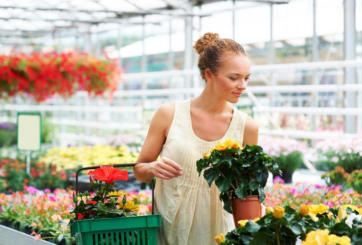 Que faire des fleurs après l'achat