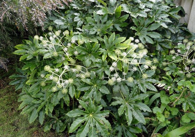  Trucs et astuces pour cultiver et entretenir la Fatsia japonaise à la maison