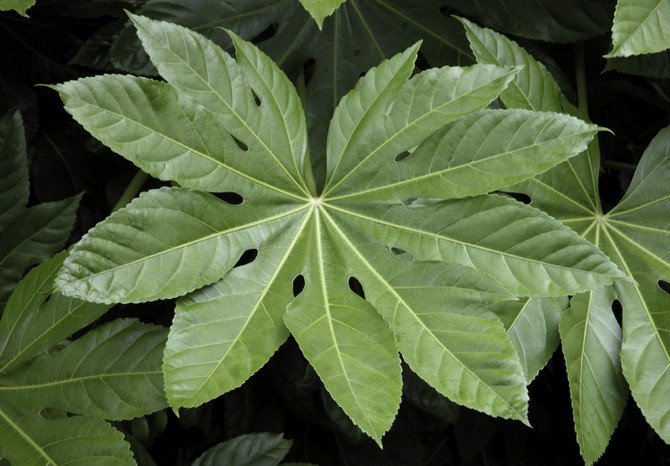 Greffe et reproduction de fatsia