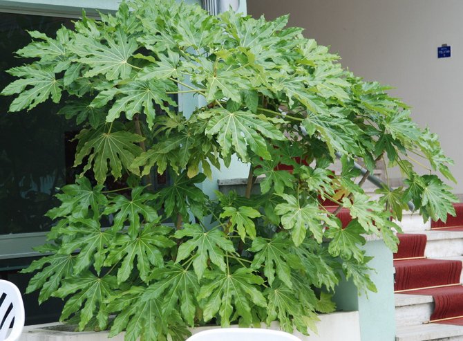 Fatsia japonais. Soins à domicile. Plantation et sélection