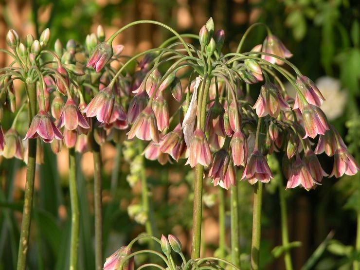 Allium bulgare