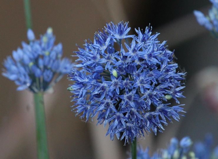 Bleu allium