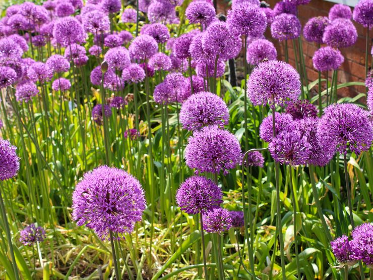 Géant d'Allium