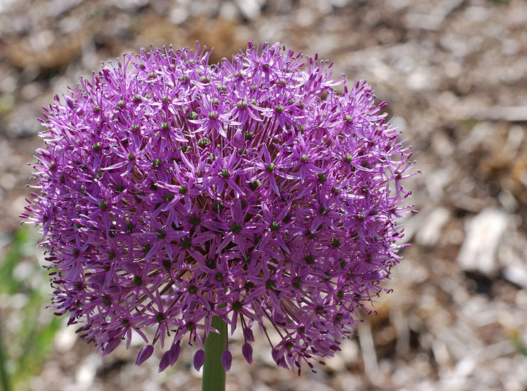 Gladiateur allium