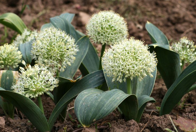 Allium "Reine d'Ivoire"