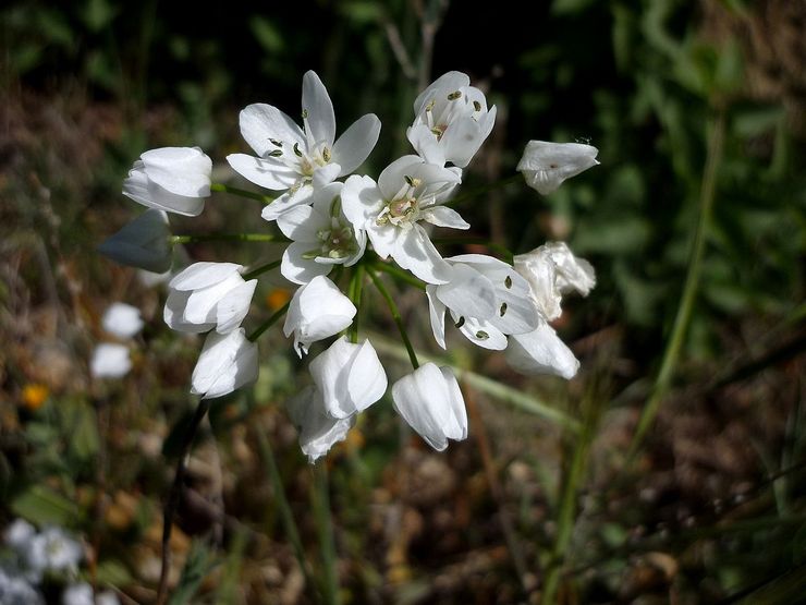 Allium napolitain