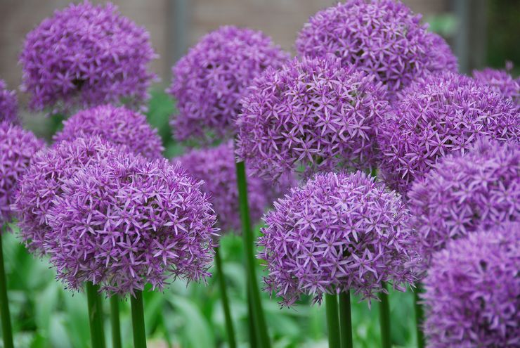 Description d'Allium