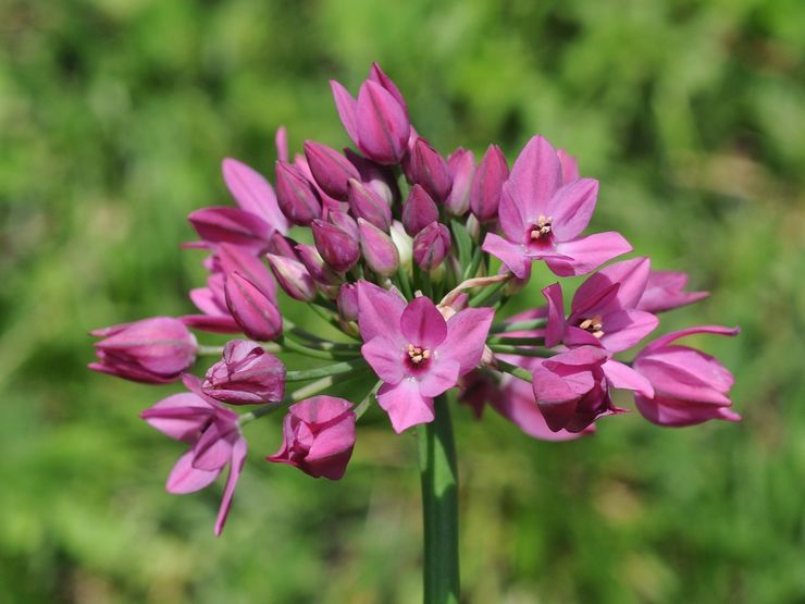 Allium Ostrovsky