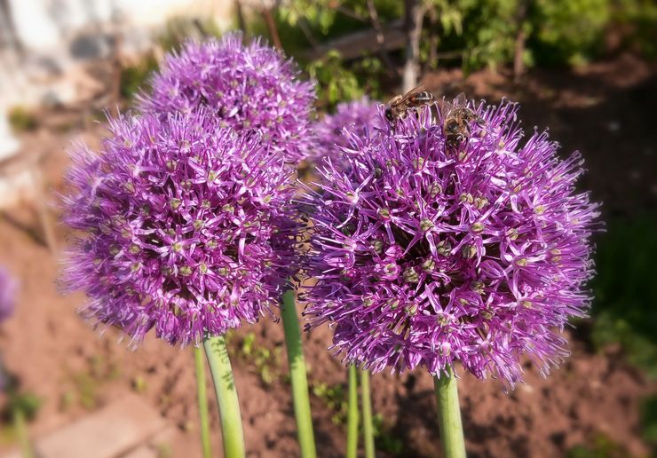 Plantation d'allium en extérieur