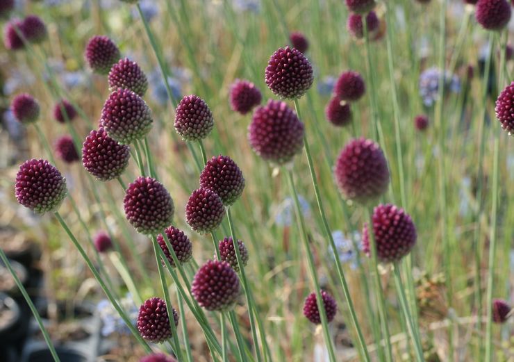 Tête ronde Allium