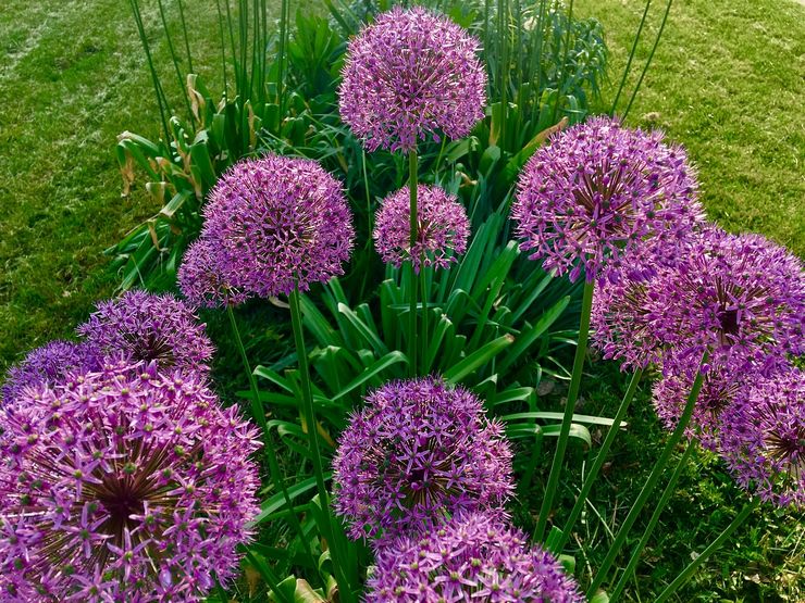 Soins Allium