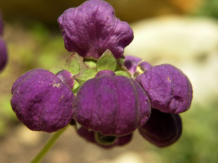 Calceolaria de toile d'araignée