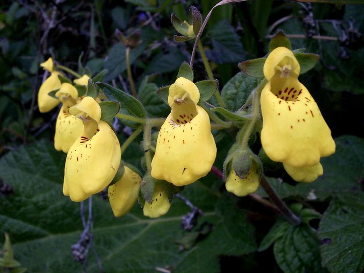 Calceolaria crénelée