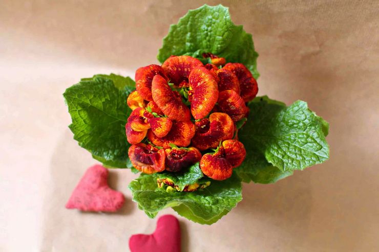 Calceolaria à fleurs