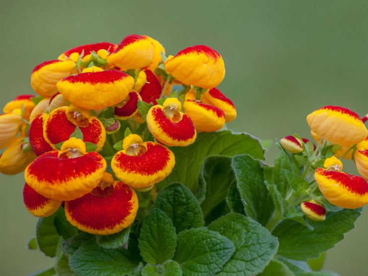 Calceolaria hybride