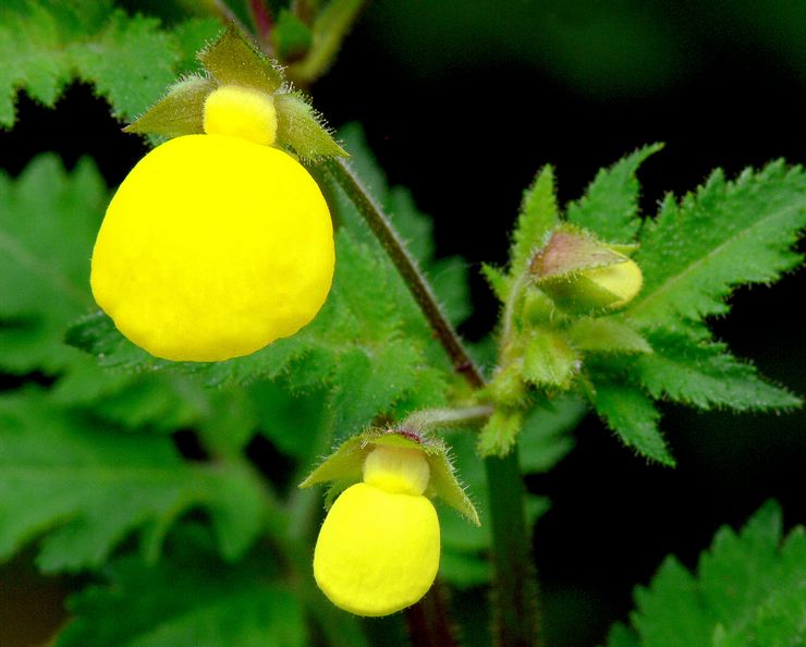 Calceolaria mexicain