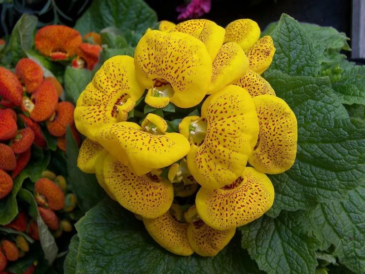 Description de calceolaria