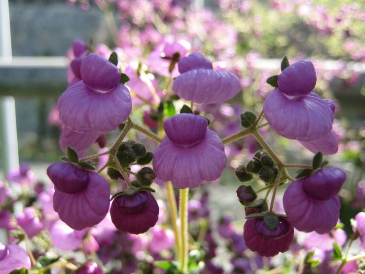 Calceolaria purpurea