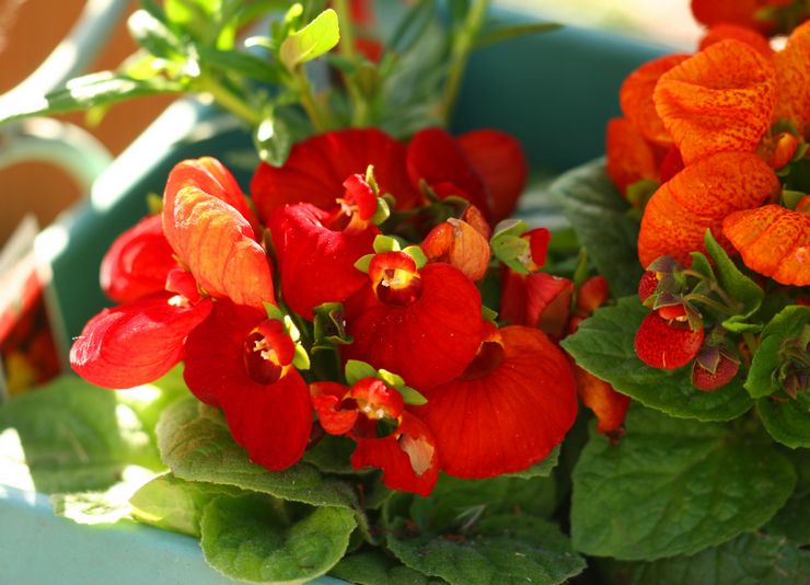 Méthodes d'élevage pour calceolaria