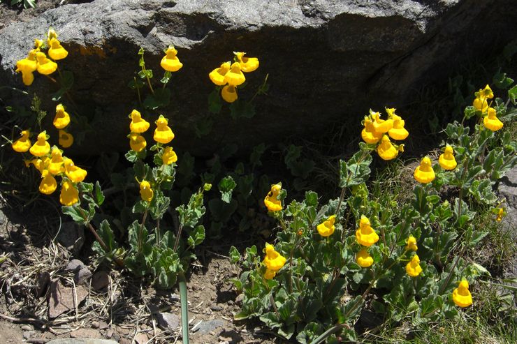 Calceolaria ridée