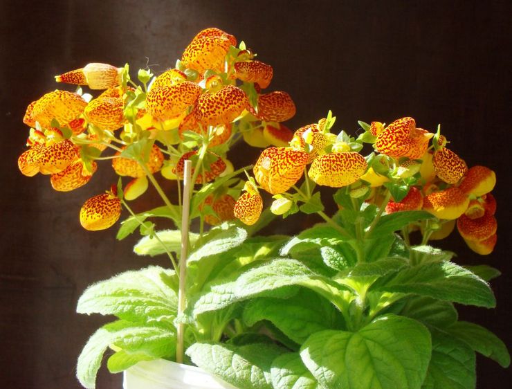 Fleur de Calceolaria