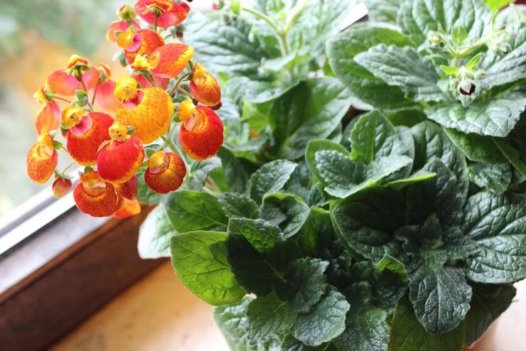 Prendre soin de la calceolaria à la maison