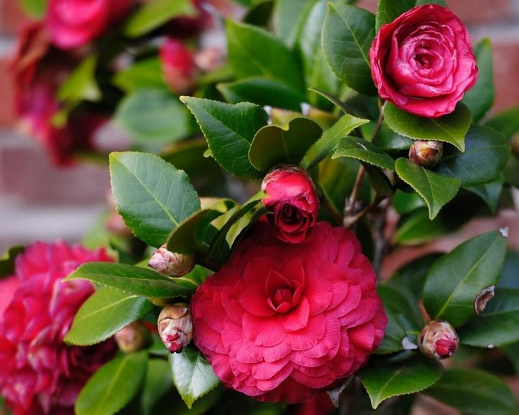 Camélia en fleurs