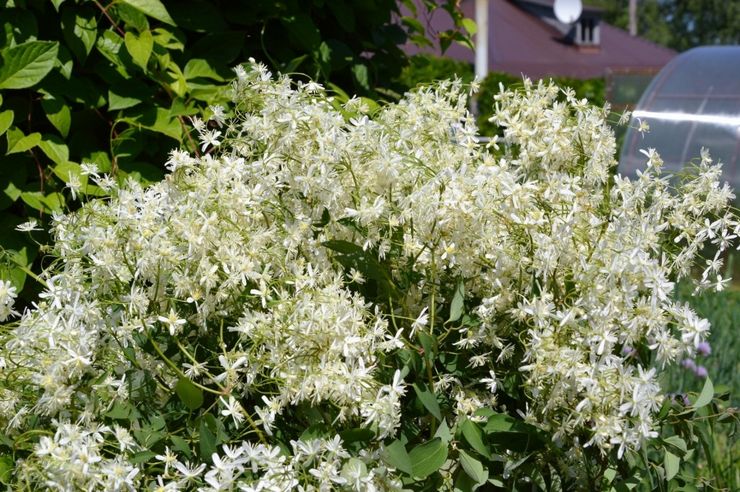 Clématite piquante (à petites fleurs)