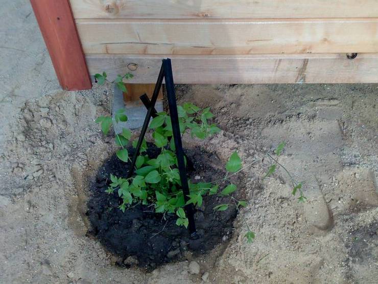 Planter des clématites à l'automne