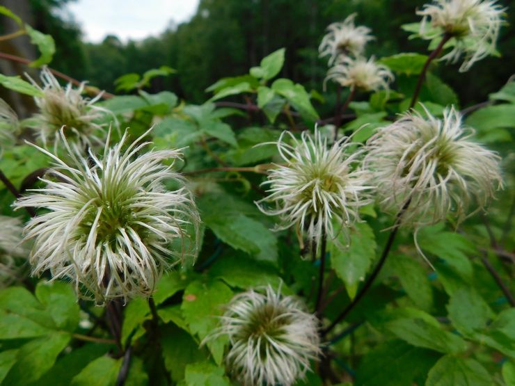 Clématite après la floraison